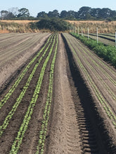 Load image into Gallery viewer, Compost A Grade (Per Cubic Metre) made to Australian Standard AS 4454