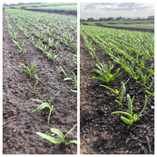 Load image into Gallery viewer, Organic Compost Bags - 20L