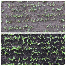 Load image into Gallery viewer, Organic Compost Bags - 20L